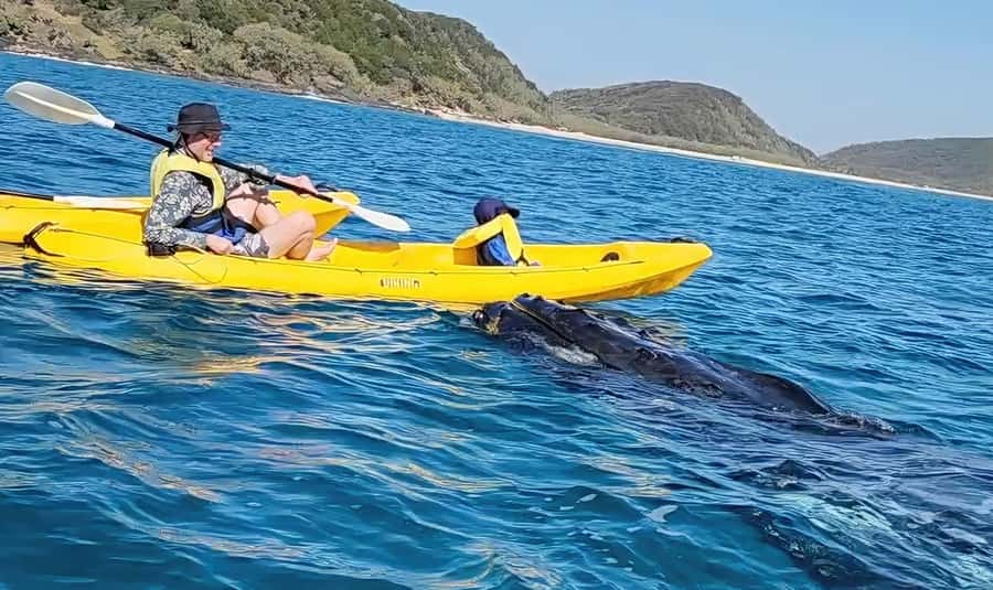 Noosa: Epic Whale Watching Ocean Kayak Tour & Beach 4X4 - Key points to know before booking
