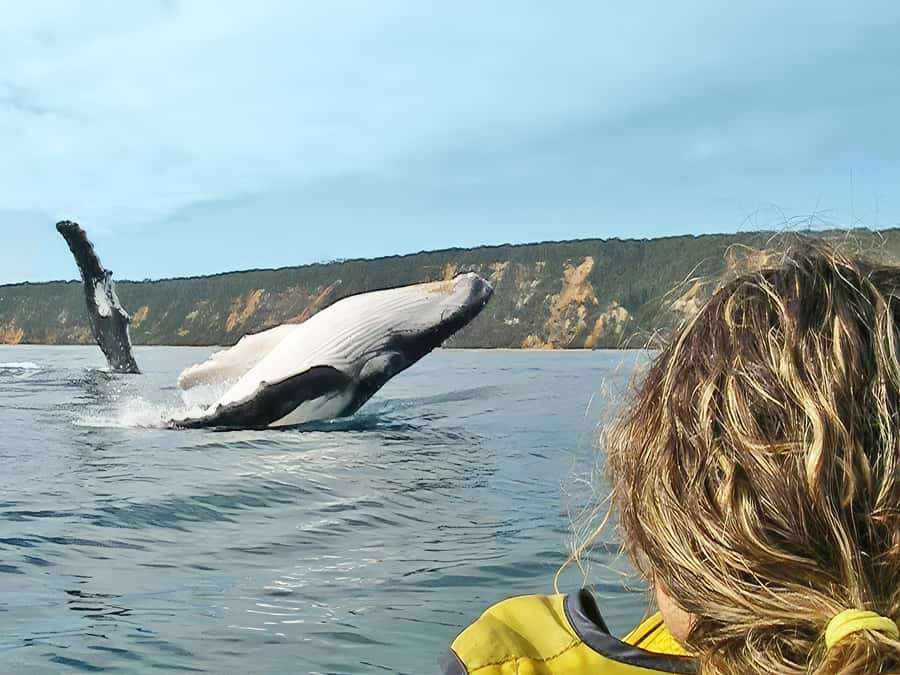 Noosa: Epic Whale Watching Ocean Kayak Tour & Beach 4X4 - Why this whale tour feels different