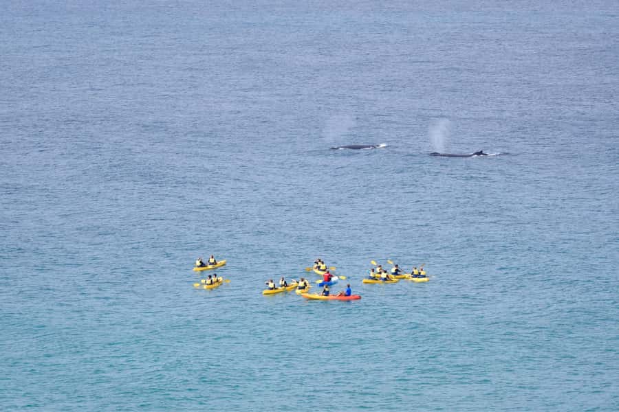 Noosa: Epic Whale Watching Ocean Kayak Tour & Beach 4X4 - Double Island Point and Honeymoon Bay