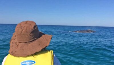 Noosa: Epic Whale Watching Ocean Kayak Tour & Beach 4X4