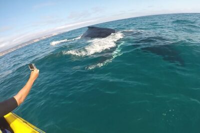 Noosa: Epic Whale Watching On Ocean Kayaks & Beach 4X4 Tour
