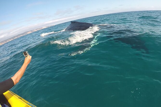 Noosa: Epic Whale Watching On Ocean Kayaks & Beach 4X4 Tour - Meeting at The J Noosa