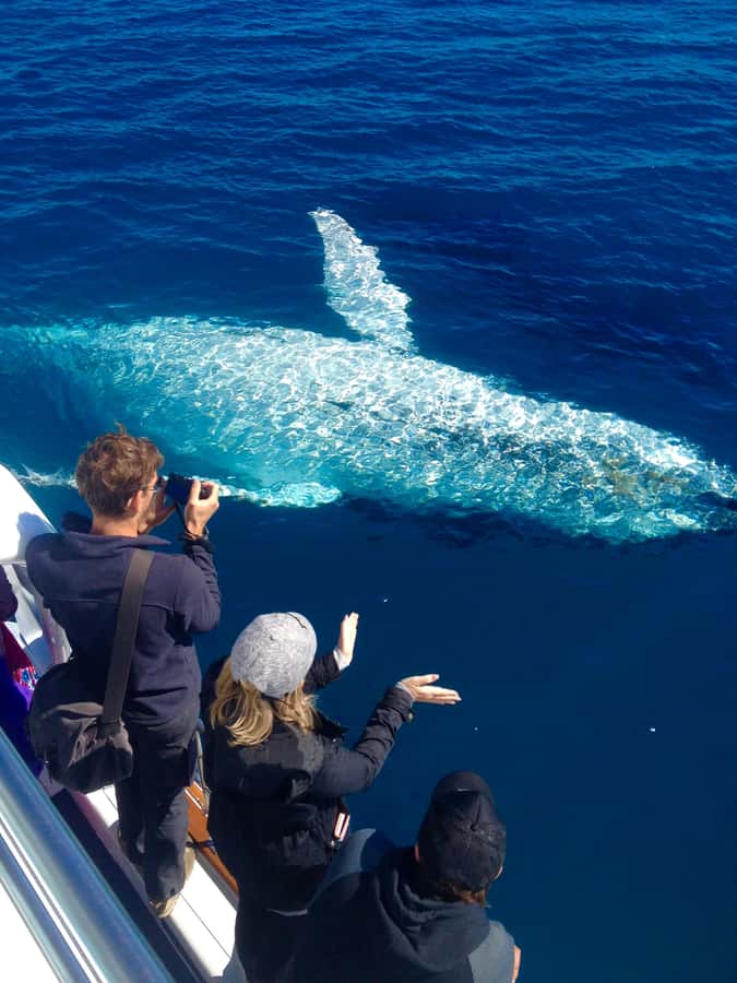 Noosa; Noosa Ocean Adventures - Whale Watching - From Noosaville to Noosa’s coastal headlands