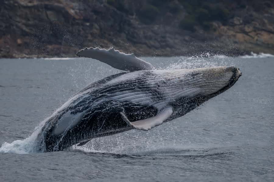 Noosa; Noosa Ocean Adventures - Whale Watching - Watching humpbacks in their own waters