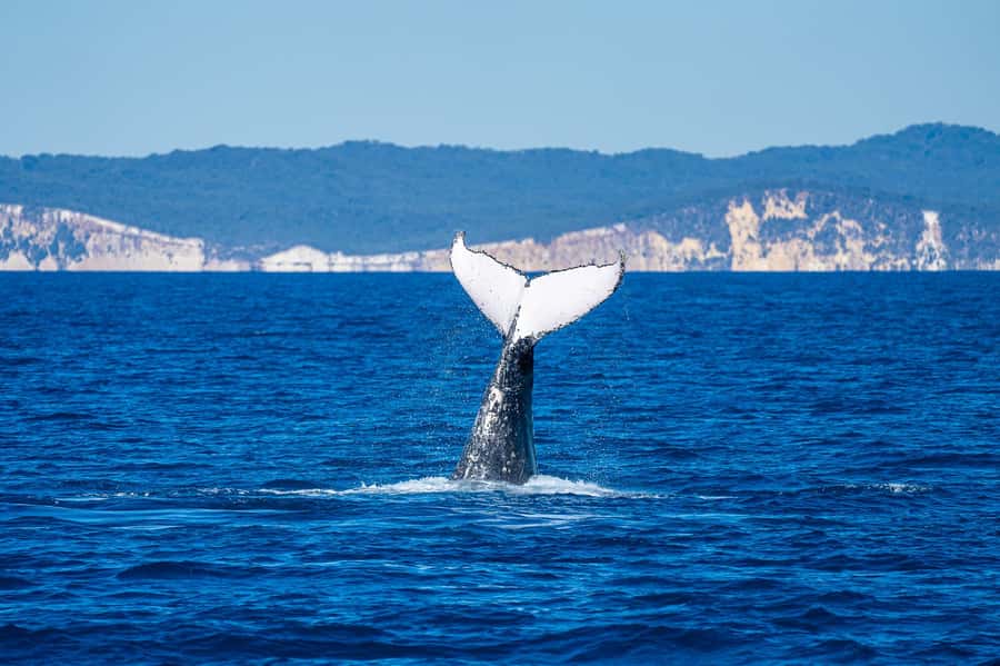 Noosa; Noosa Ocean Adventures - Whale Watching - Dolphins, turtles and the bonus wildlife