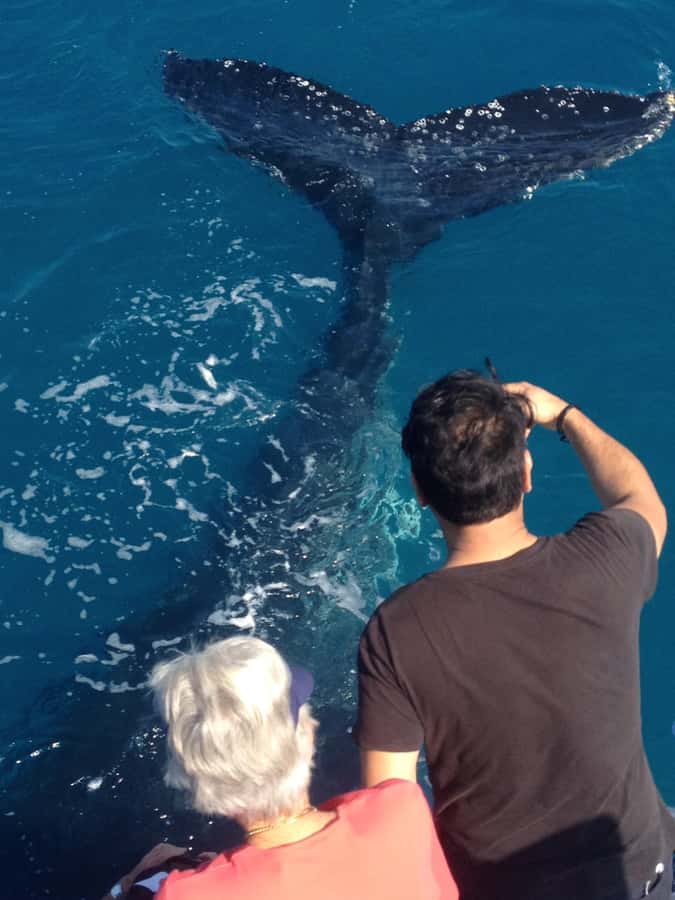 Noosa; Noosa Ocean Adventures - Whale Watching - Who should book, and who should think twice?