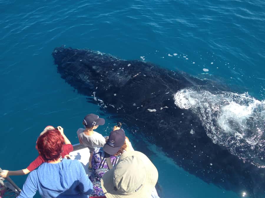 Noosa; Noosa Ocean Adventures - Whale Watching - Booking dates and making the call