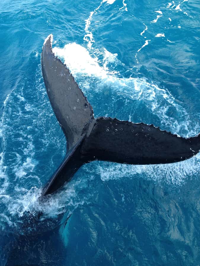 Noosa; Noosa Ocean Adventures - Whale Watching - Meeting at Noosaville and getting ready