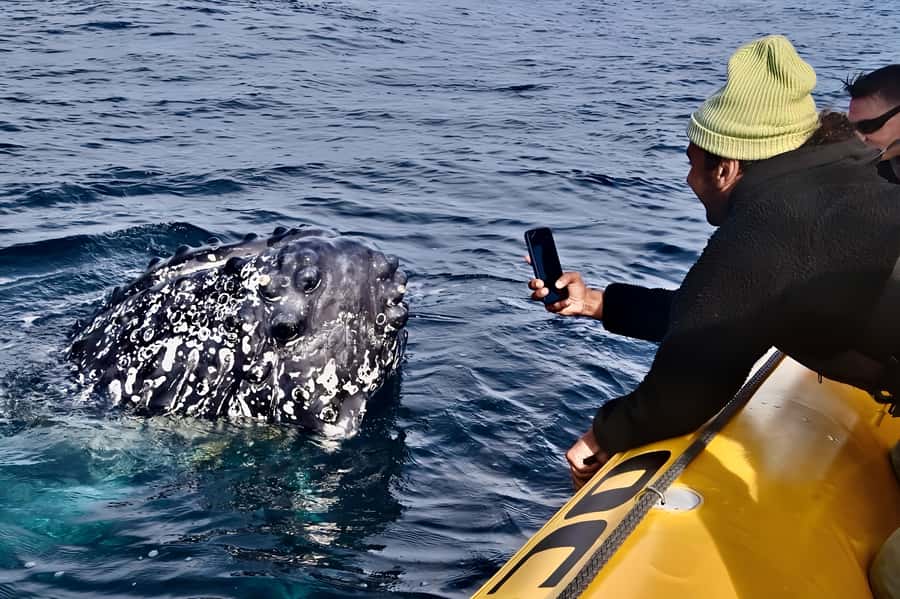 Noosa: Noosa Whale Watching Tour - Key points to know before you book