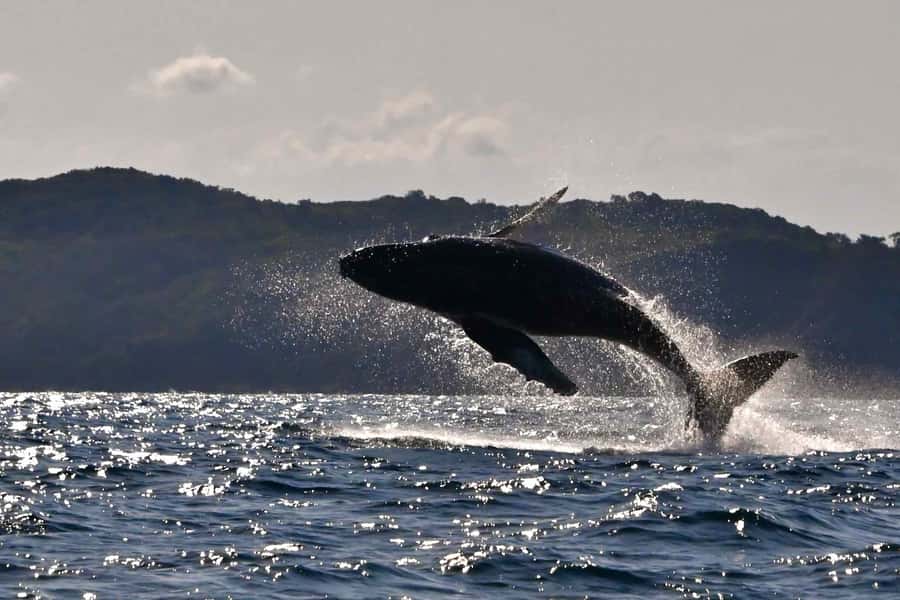 Noosa: Noosa Whale Watching Tour - Starting at Noosa Marina in Tewantin