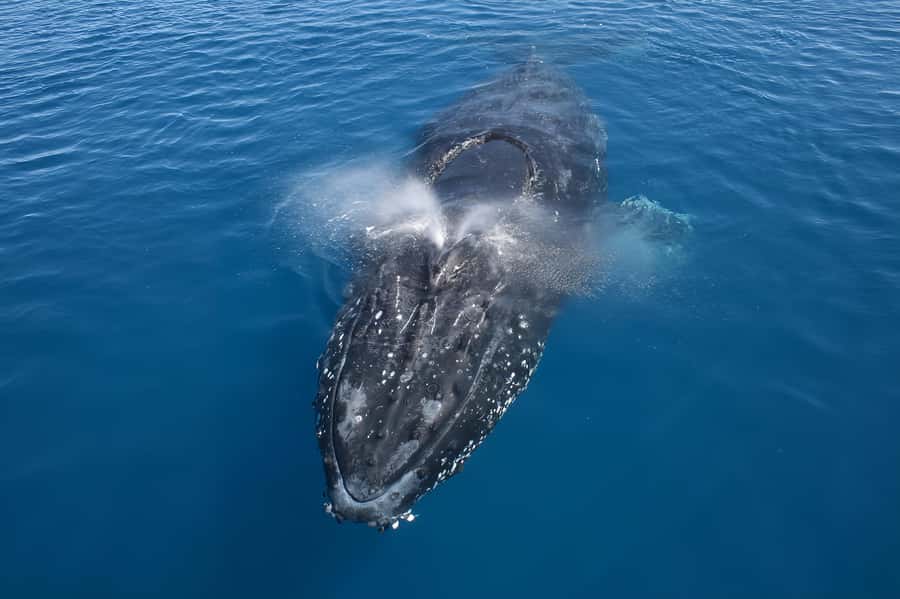 Noosa: Noosa Whale Watching Tour - Crossing the headland toward the whales