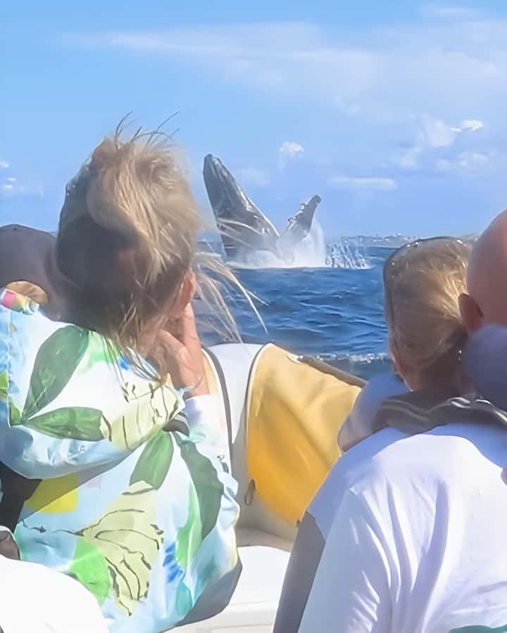 Noosa: Noosa Whale Watching Tour - Watching humpbacks in their natural setting