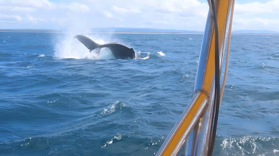 Noosa: Noosa Whale Watching Tour - The boat ride and comfort question