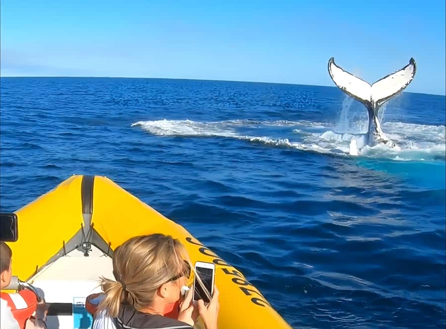 Noosa: Noosa Whale Watching Tour - Is $70 good value?