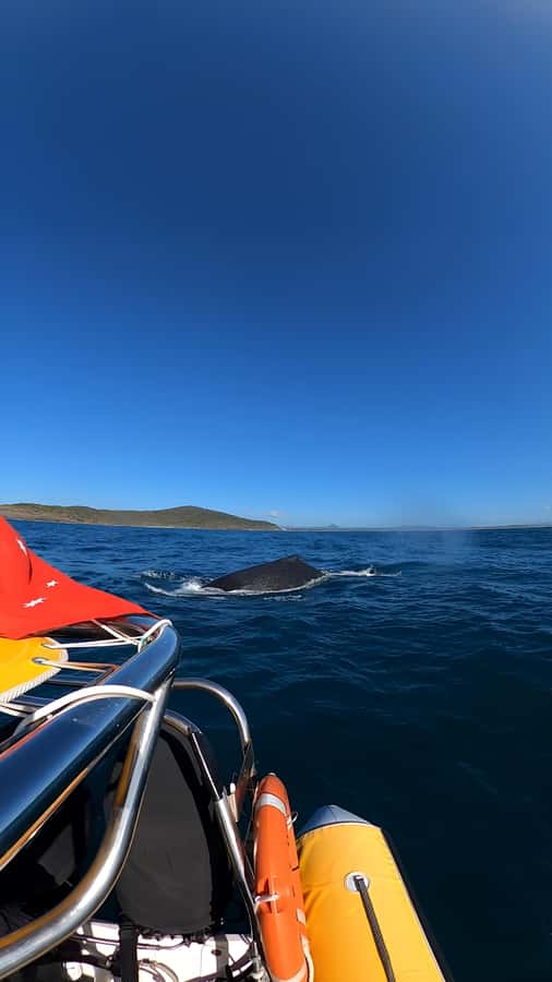 Noosa: Noosa Whale Watching Tour - Who should book this tour?