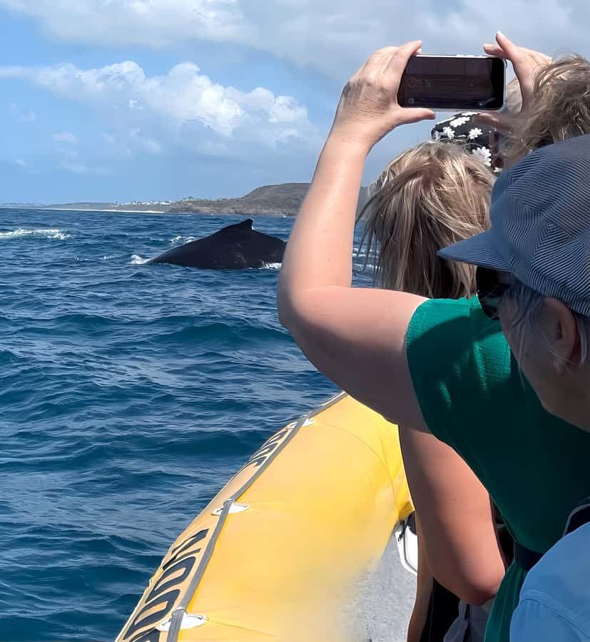 Noosa: Noosa Whale Watching Tour - How to get the most from the two hours
