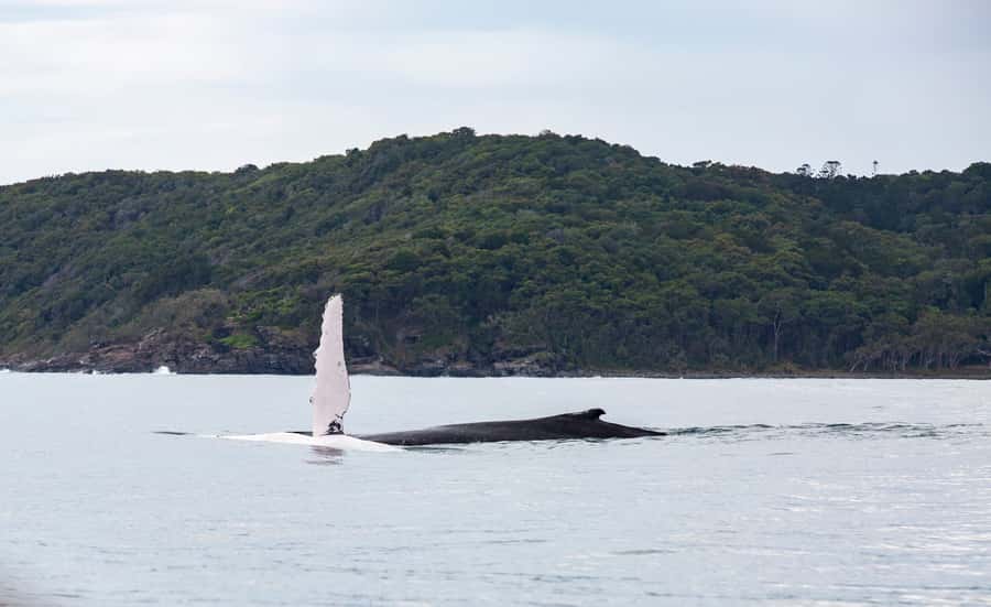 Noosa: Noosa Whale Watching Tour - Cruising the Noosa River first