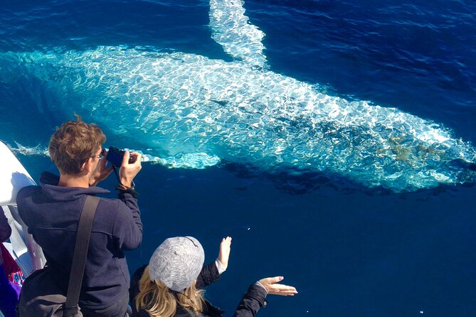 Noosa Ocean Adventures: Whale Watch - Key points before you book