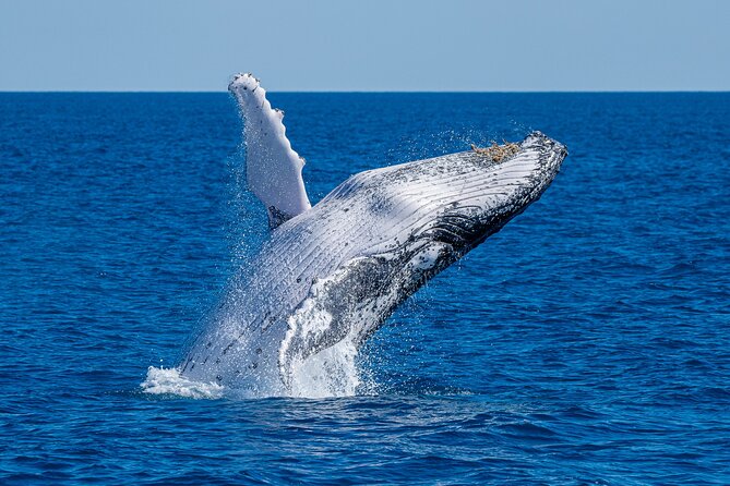 Noosa Ocean Adventures: Whale Watch - A whale watch with a speedboat ride attached