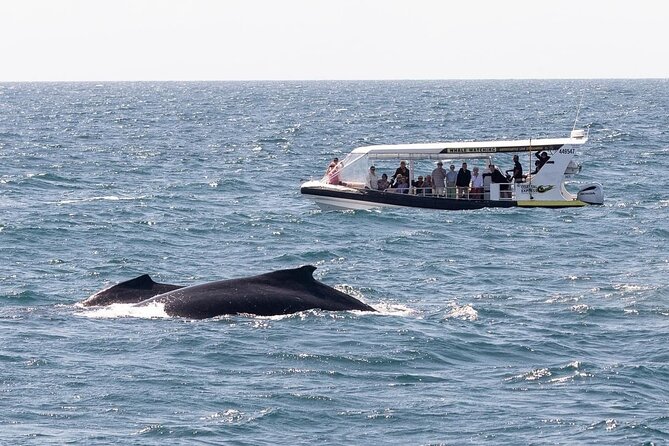 Noosa Ocean Adventures: Whale Watch - Noosa National Park from the ocean