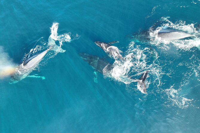 Noosa Ocean Adventures: Whale Watch - Is $68.14 good value?