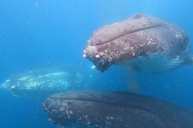 Noosa Ocean Adventures: Whale Watch - Timing, tides, and what to bring