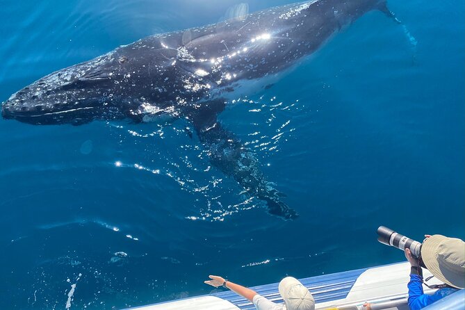 Noosa Ocean Adventures: Whale Watch - Cancellation and weather protection