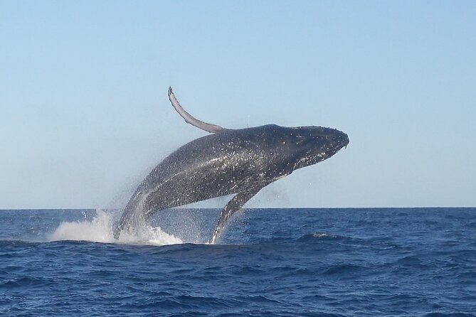 Noosa Whale Watching Cruise – Humpback Whale Adventure - From Noosa Marina to the open sea