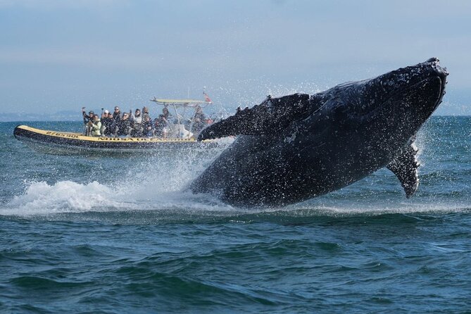 Noosa Whale Watching Cruise – Humpback Whale Adventure - Seeing Noosa National Park from the water