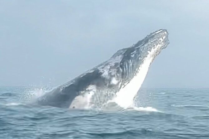 Noosa Whale Watching Cruise – Humpback Whale Adventure - Is the $71.01 price good value?