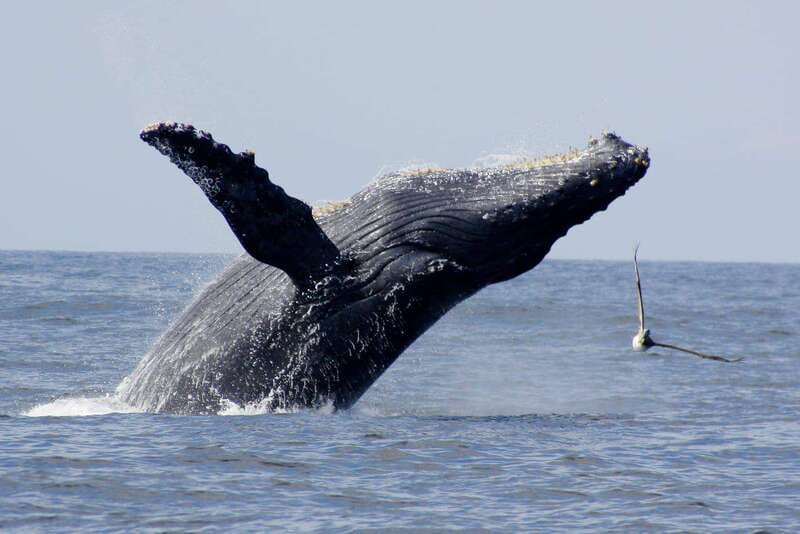Nuevo Vallarta: Whale Watching by Sailboat Tour - Breakfast, drinks, and snacks on the water