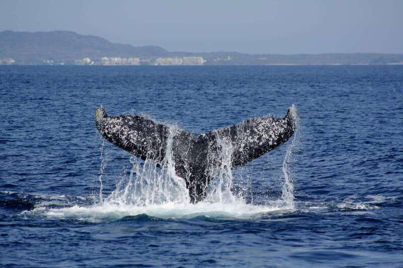 Nuevo Vallarta: Whale Watching by Sailboat Tour - How close will you get to the whales?