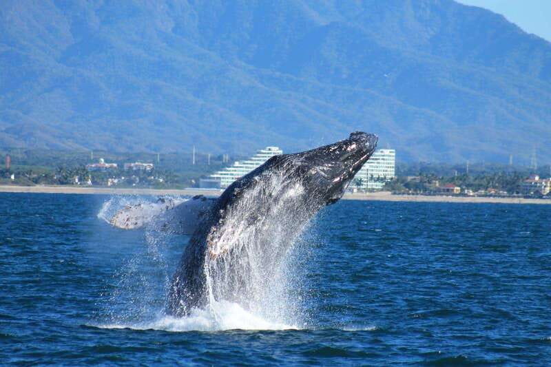 Nuevo Vallarta: Whale Watching by Sailboat Tour - A near-private feel without a private charter