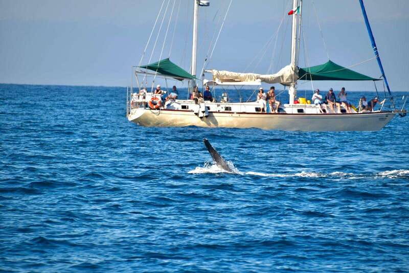 Nuevo Vallarta: Whale Watching by Sailboat Tour - How the guide and crew shape the morning