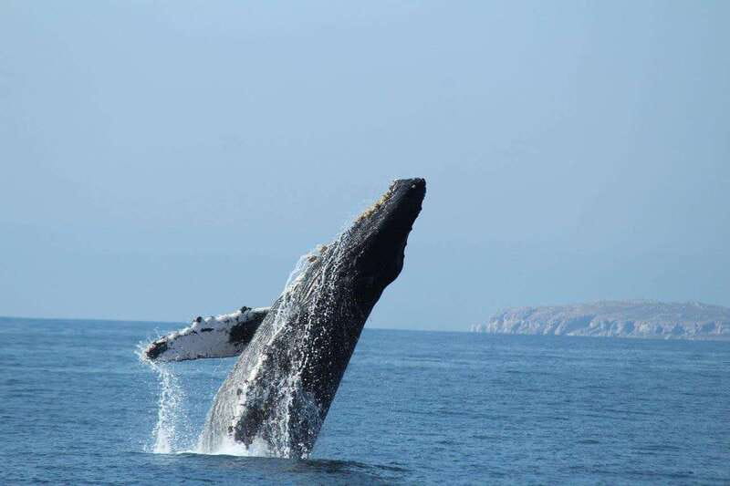 Nuevo Vallarta: Whale Watching by Sailboat Tour - Who will get the most from this tour?