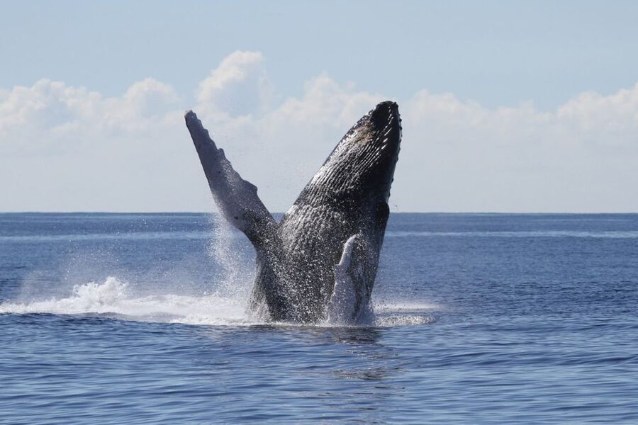 Oahu: Seasonal Whale Watch Cruise - Key points to know before booking