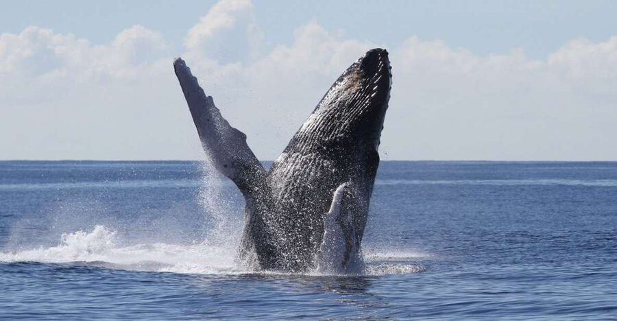 Oahu: Seasonal Whale Watch Cruise - Setting out from Pier 6 in Honolulu