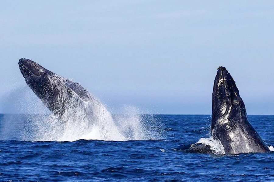 Oahu: Seasonal Whale Watch Cruise - What the 150-minute cruise is really like