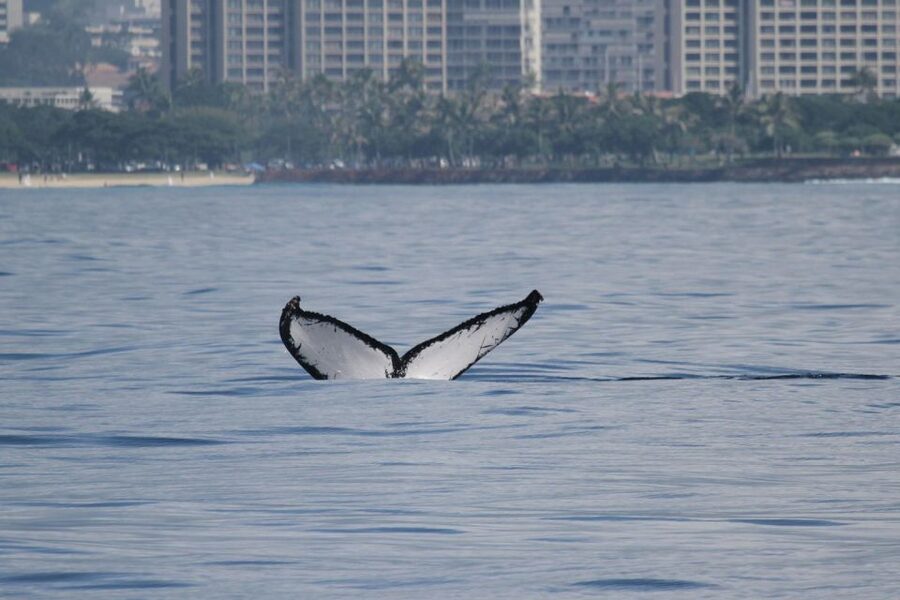Oahu: Seasonal Whale Watch Cruise - Why the naturalist matters