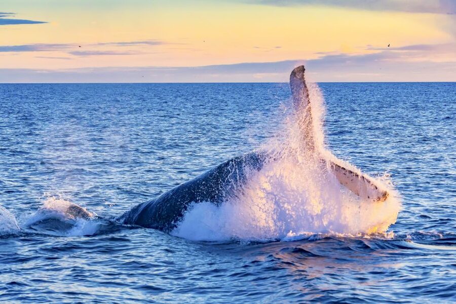 Oahu: Waikiki Eco-Friendly Afternoon Whale Watching Trip - What this Waikīkī whale watch is really like