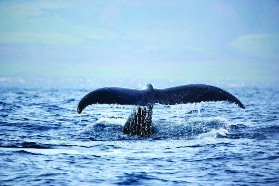 Oahu: Waikiki Eco-Friendly Afternoon Whale Watching Trip - The bar, seating, and onboard mood