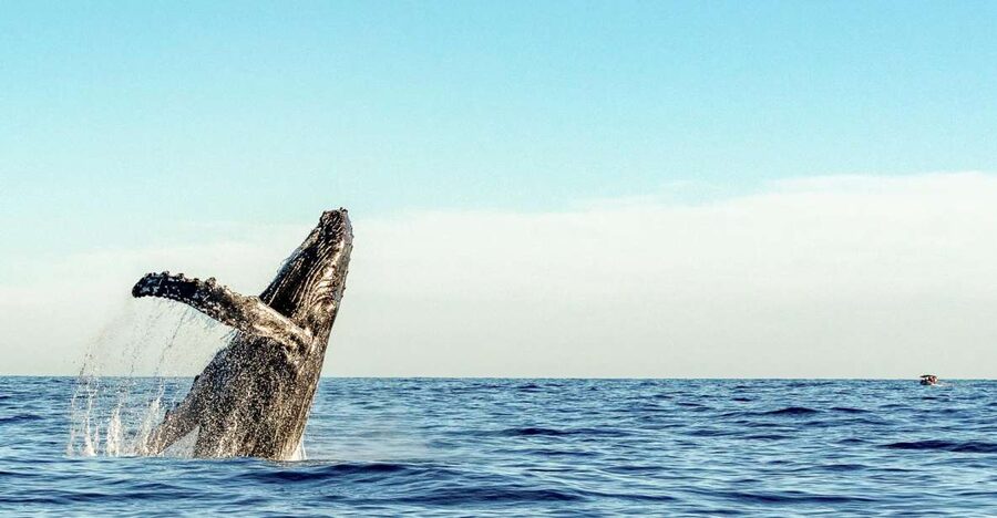 Oahu: Waikiki Eco-Friendly Afternoon Whale Watching Trip - Cancellation and planning details