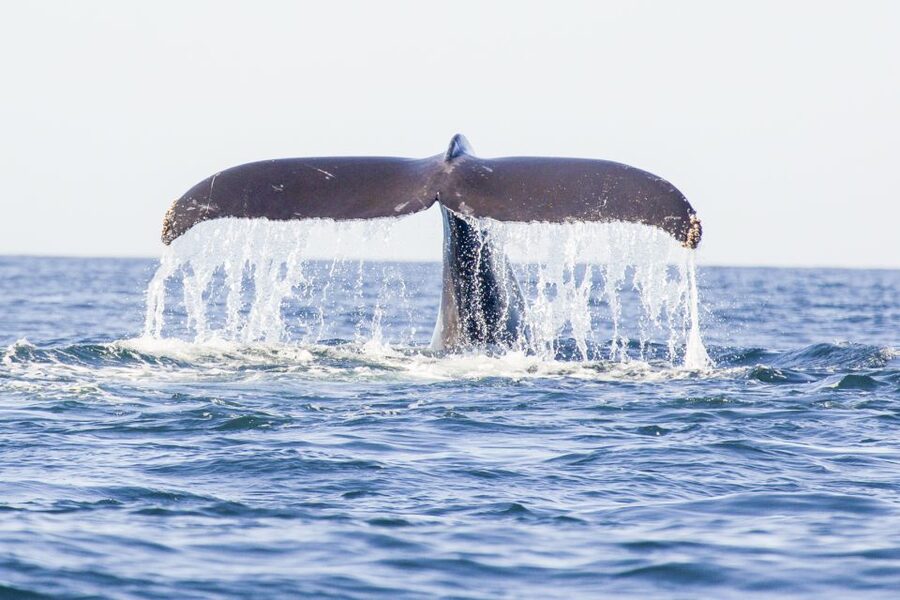 Oahu: Waikiki Eco-Friendly Afternoon Whale Watching Trip - December through April is the time to go