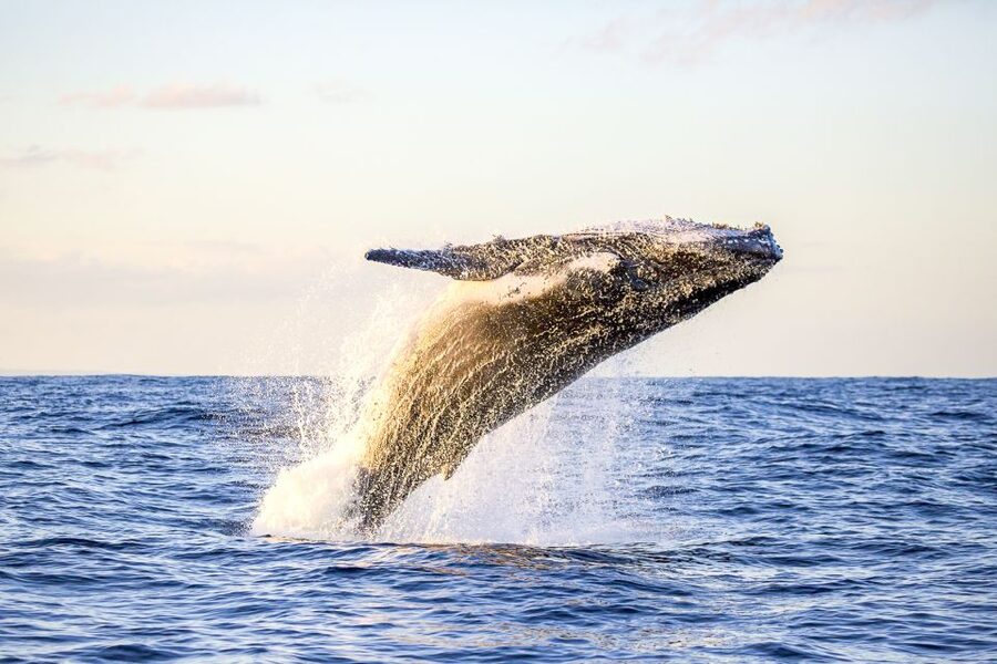 Oahu: Waikiki Eco-Friendly Morning Whale Watching Cruise - Setting Out from Kewalo Basin Harbor