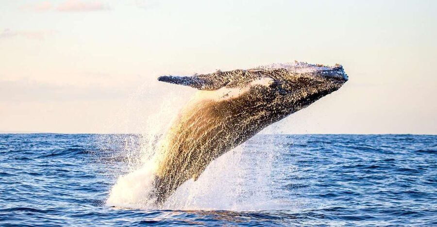 Oahu: Waikiki Eco-Friendly Morning Whale Watching Cruise - Watching Humpbacks from the Catamaran