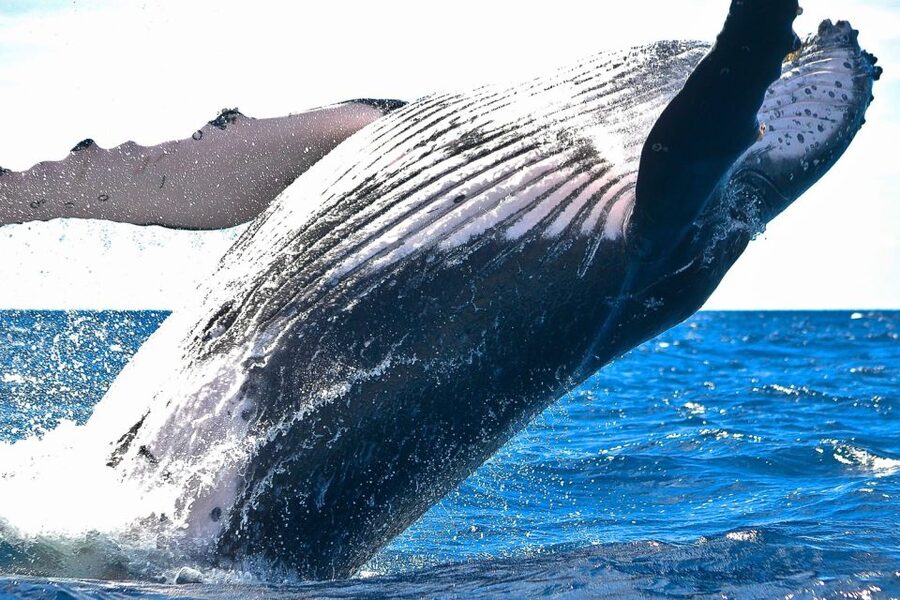 Oahu: Waikiki Eco-Friendly Morning Whale Watching Cruise - Who Will Enjoy This Most