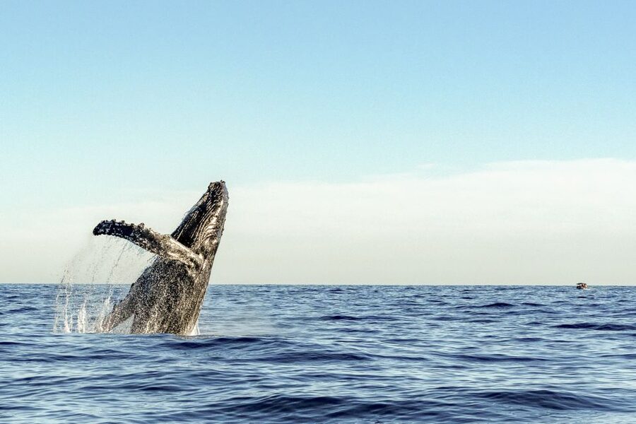 Oahu: Waikiki Eco-Friendly Morning Whale Watching Cruise - What the Two-Hour Route Feels Like