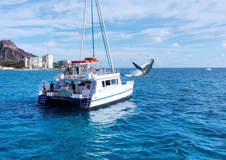 Oahu: Waikiki Whale Watching Cruise - Key points to know before booking