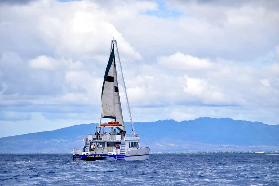 Oahu: Waikiki Whale Watching Cruise - Seeing whales from above and below the boat