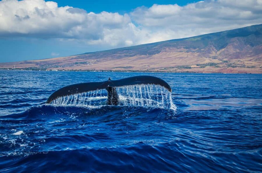 Oahu: Waikiki Whale Watching Cruise - Leaving Pier E for Waikiki’s coastal views